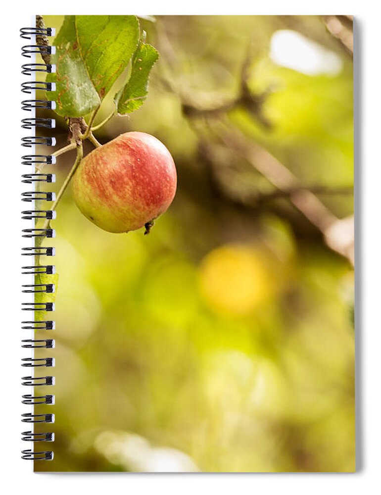 Park Spiral Notebook featuring the photograph Autumn Apple by Matt Malloy