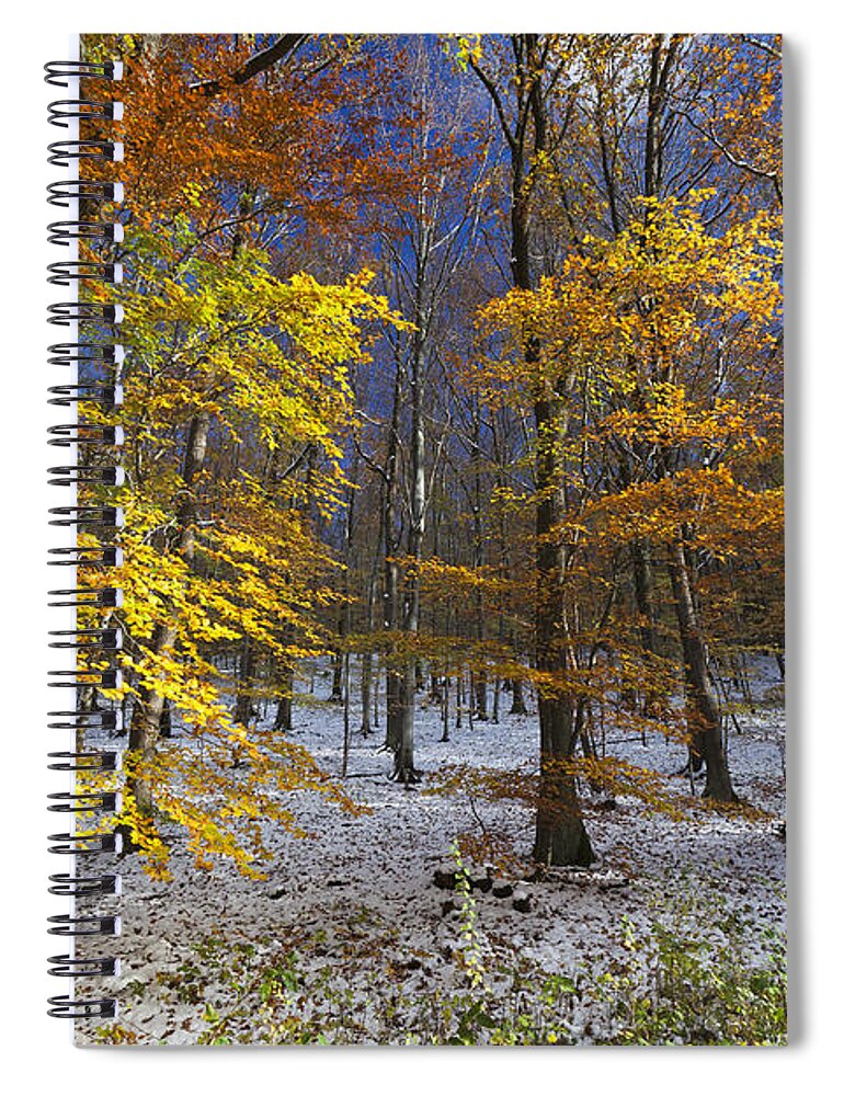 535672 Spiral Notebook featuring the photograph Autumn Beech Forest Hessen Germany by Duncan Usher