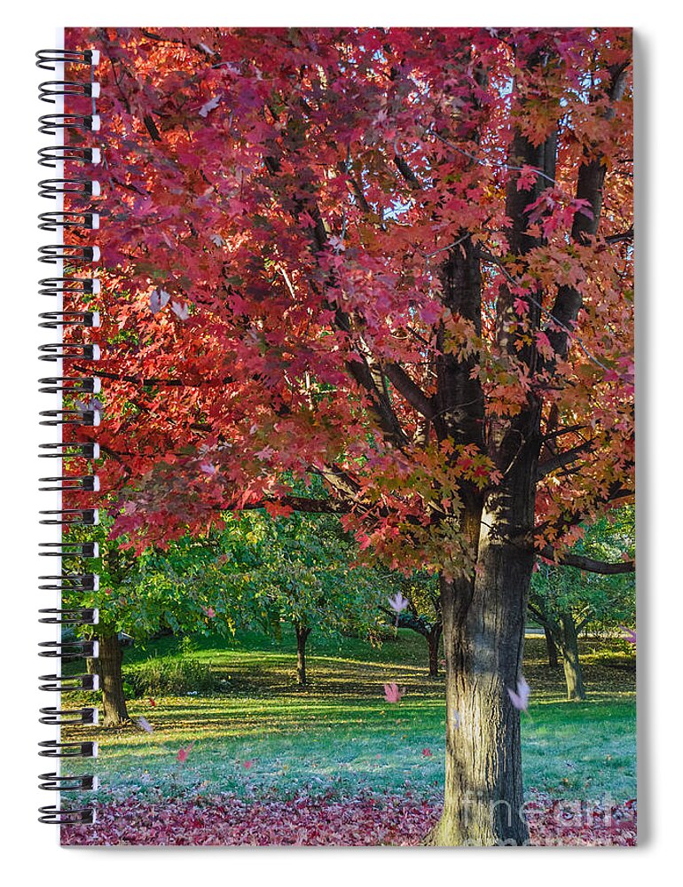 Red Maple Tree Spiral Notebook featuring the photograph Autumn Blaze Red Maple Tree by Tamara Becker