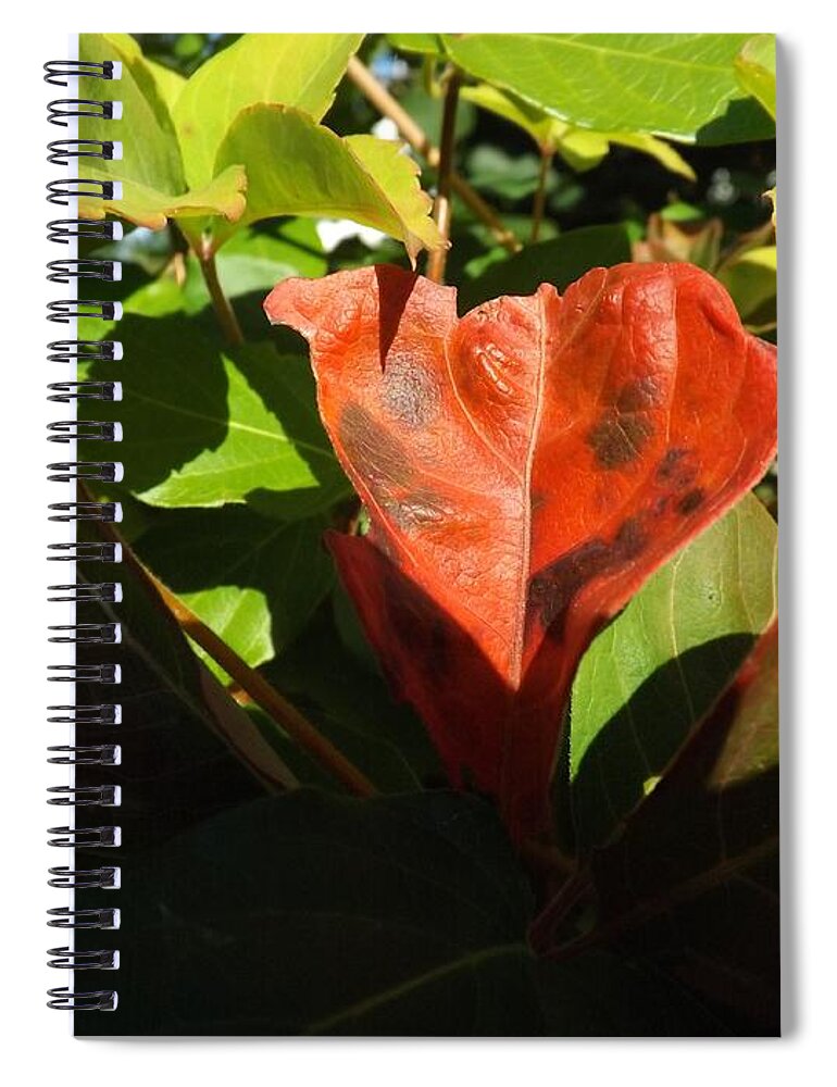 Autumn Spiral Notebook featuring the photograph Autumn Colors by Robyn King