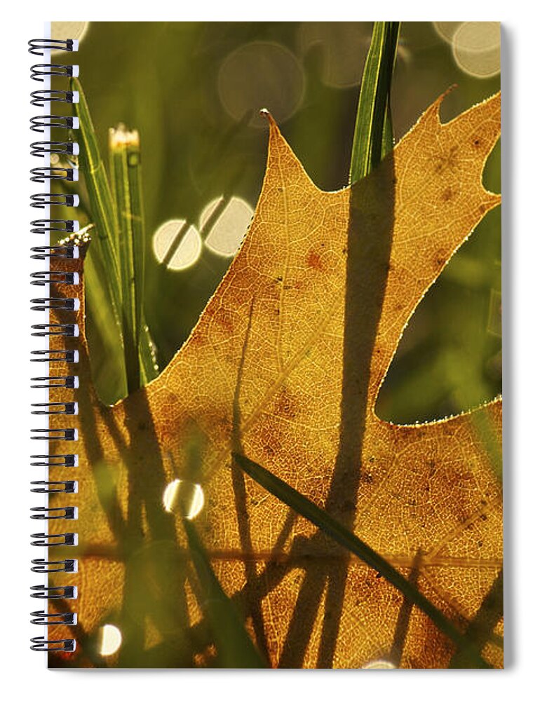 Autumn Spiral Notebook featuring the photograph Autumn Dew by Penny Meyers