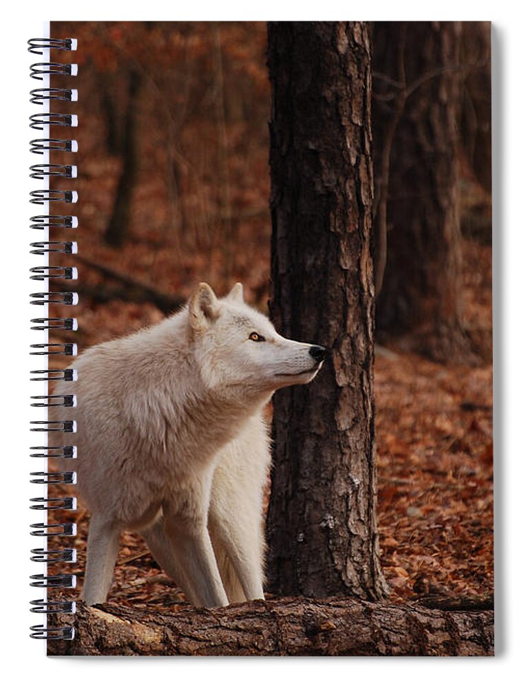 Wolf Spiral Notebook featuring the photograph Autumn Gaze by Lori Tambakis