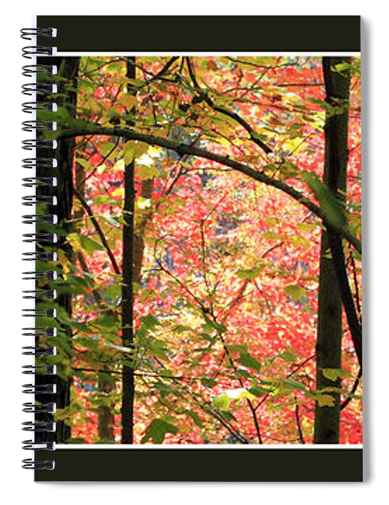 Autumn Spiral Notebook featuring the photograph Autumn in the Forest by Jackson Pearson