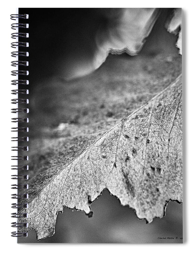 Autumn Spiral Notebook featuring the photograph Autumn leaves B and W by Charles Muhle
