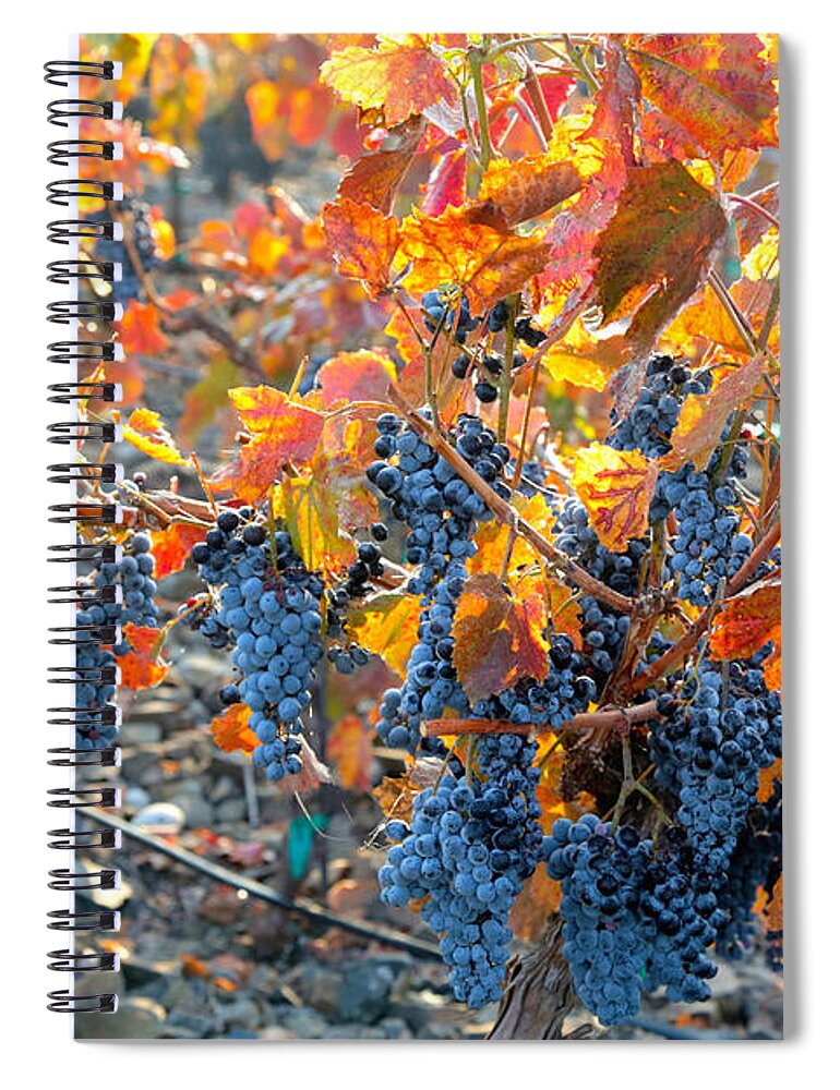 Grapes Spiral Notebook featuring the photograph Autumn Vineyard Sunlight by Carol Groenen