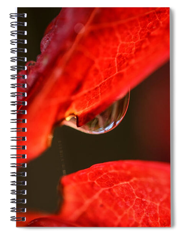 Abstract Spiral Notebook featuring the photograph Autumns Light by Sue Capuano