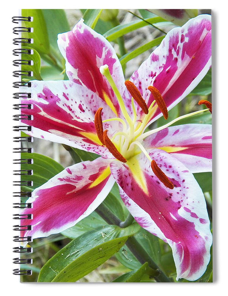 Lily Spiral Notebook featuring the photograph Awakening Asiatic Lily by Steven Huszar