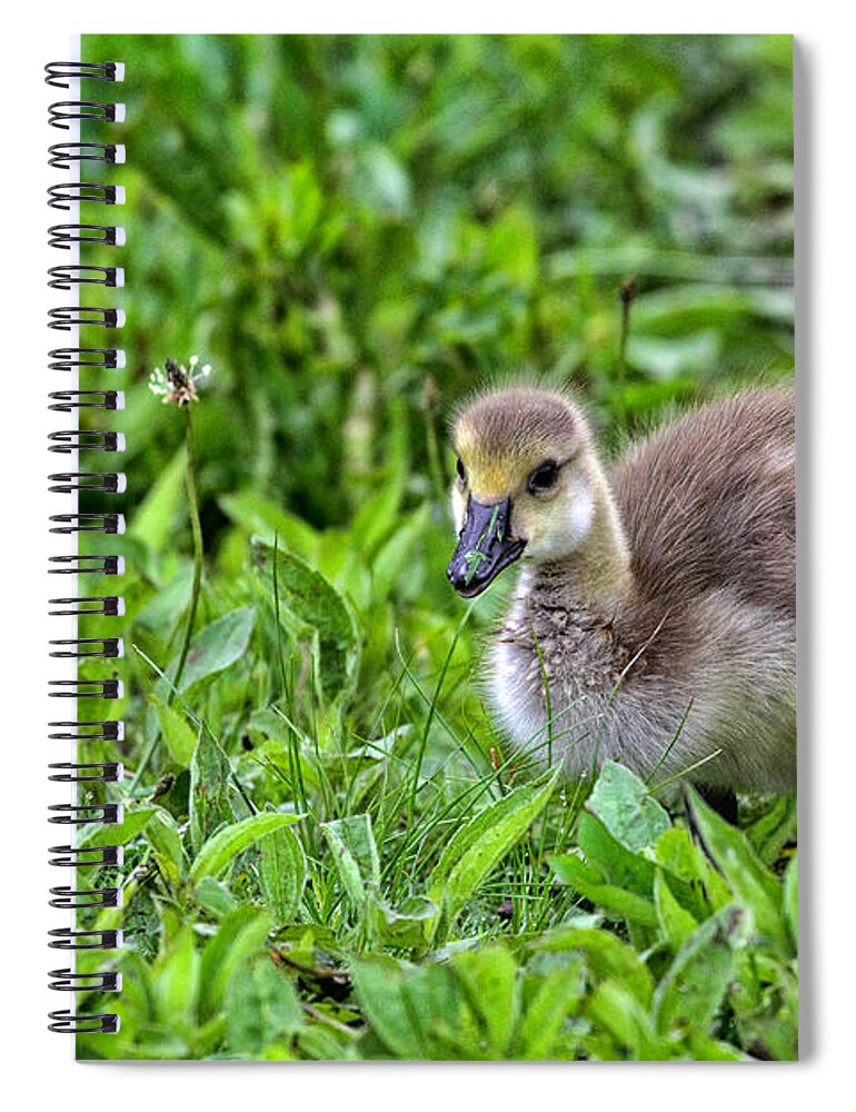 Canadian Geese Spiral Notebook featuring the photograph Babe on Safari by Karol Livote