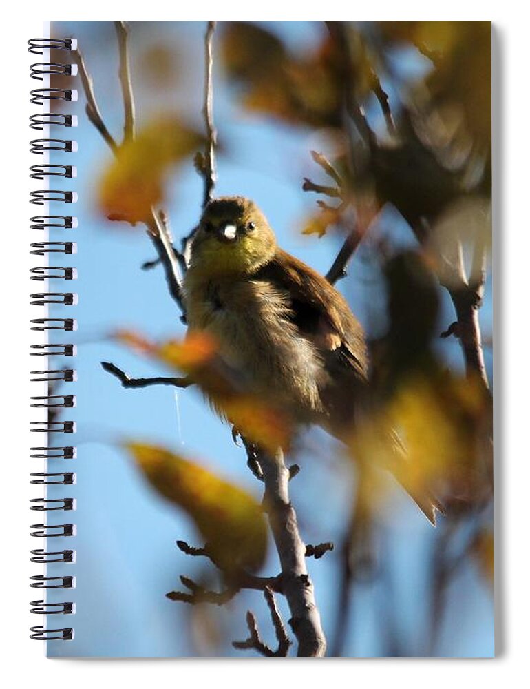 American Goldfinch Spiral Notebook featuring the photograph Baby American Goldfinch Learning to Fly by J McCombie