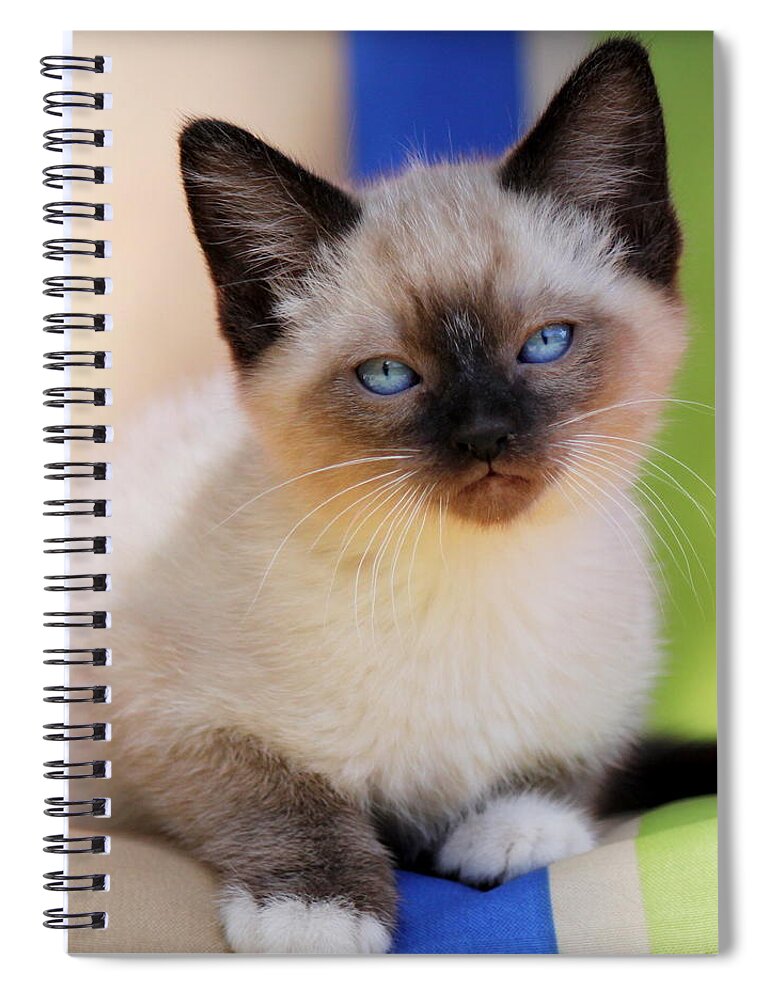 Kitten Spiral Notebook featuring the photograph Baby Blues by Melanie Lankford Photography