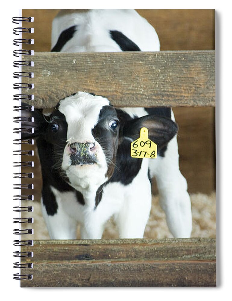 Cow Spiral Notebook featuring the photograph Baby Cow by Louise Magno