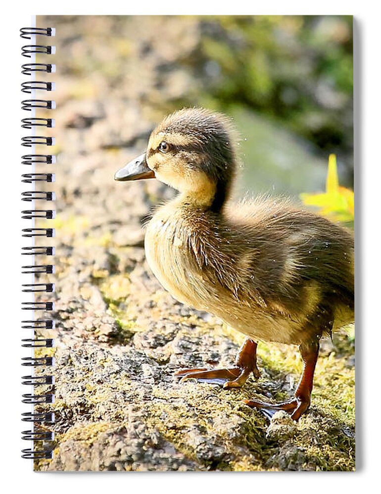 Duckling Spiral Notebook featuring the photograph Baby Duckling by Athena Mckinzie