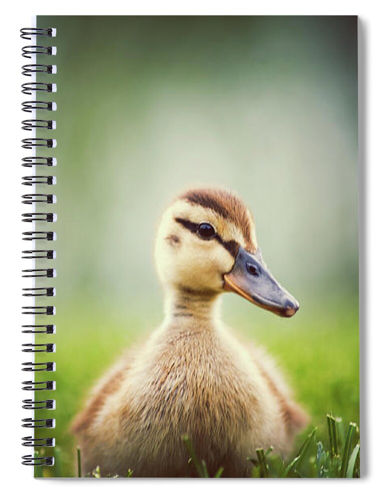 Grass Spiral Notebook featuring the photograph Baby Duckling by Brooke Pennington