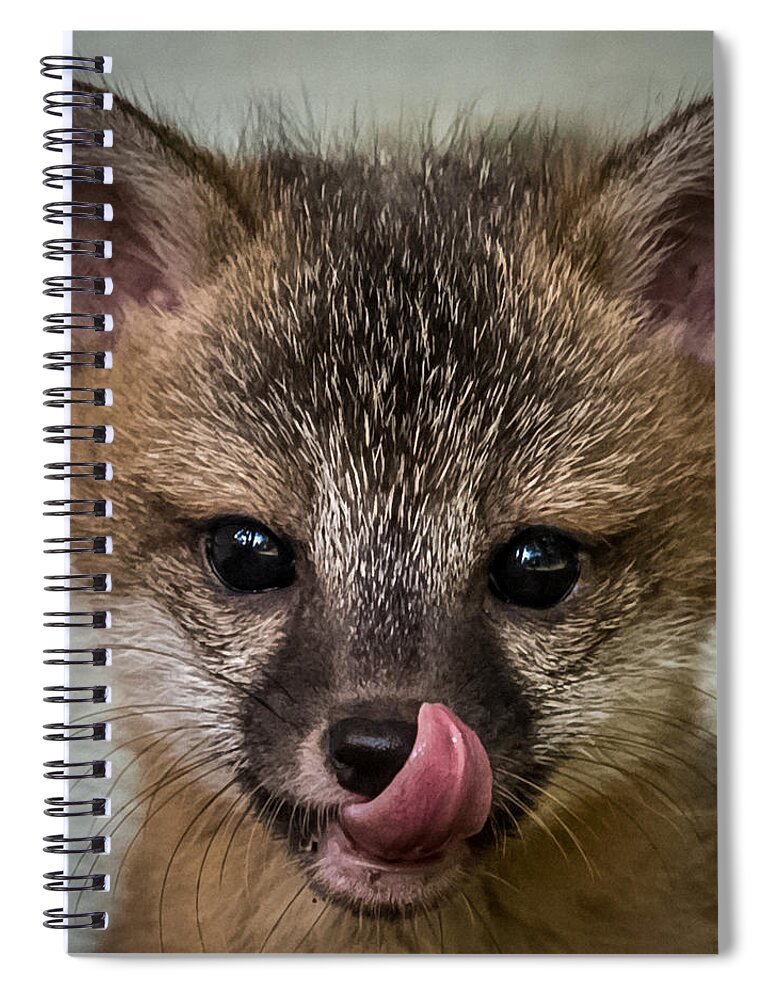 Fox Spiral Notebook featuring the photograph Baby Fox by Paul Freidlund