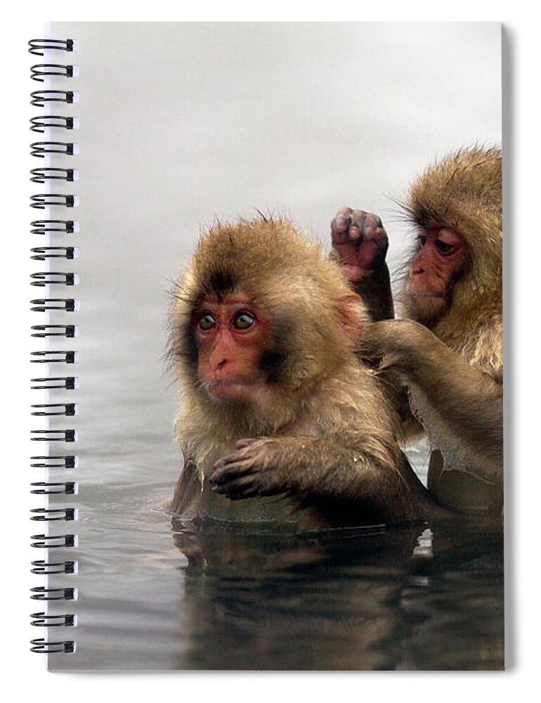 Animal Themes Spiral Notebook featuring the photograph Baby Japanese Macaques Snow Monkeys by Oscar Tarneberg