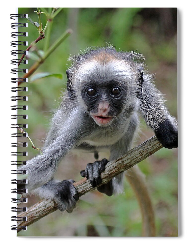 Red Colobus Spiral Notebook featuring the photograph Baby Red Colobus Monkey by Tony Murtagh