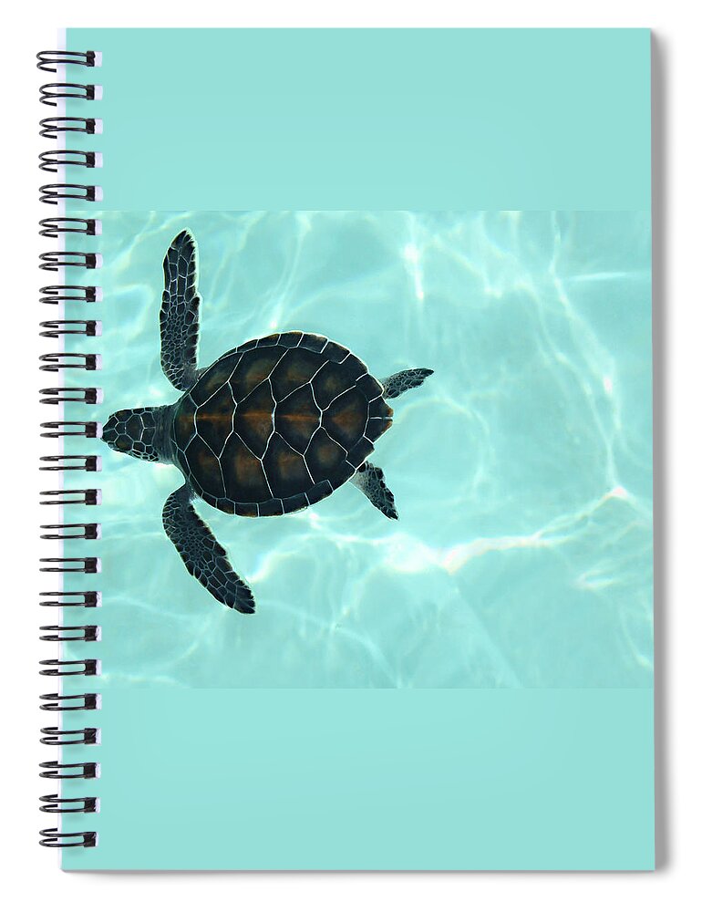 Swimming Baby Sea Turtle Spiral Notebook featuring the photograph Baby Sea Turtle by Ellen Henneke