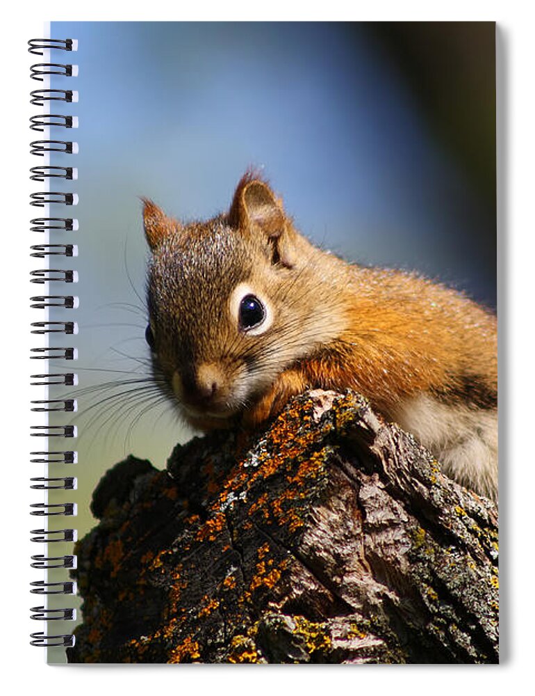 Animal Spiral Notebook featuring the photograph Baby Squirrel by Teresa Zieba