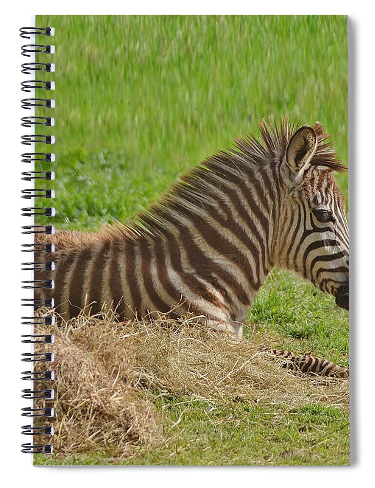 Zebra Spiral Notebook featuring the photograph Baby Zebra Resting by Kathy Baccari