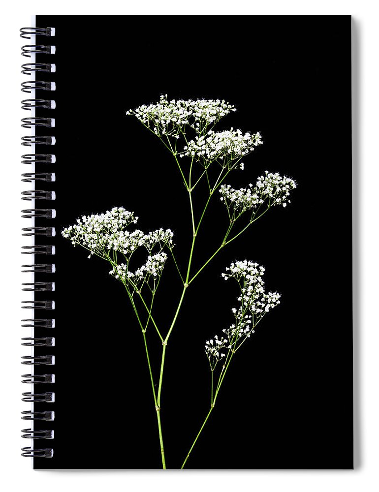 Preserved Gypsophila Babys Breath Flowers Black – The Little Things in Life