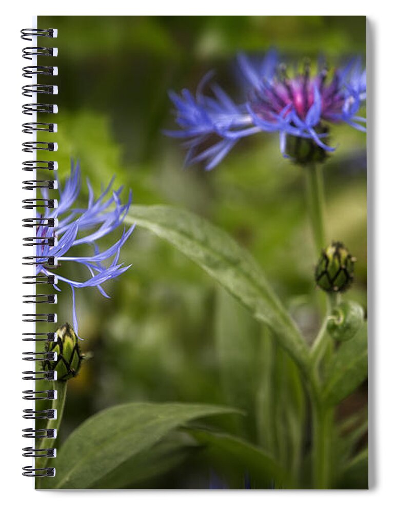 Bachelor's Button Spiral Notebook featuring the photograph Bachelor Buttons - Flowers by Belinda Greb