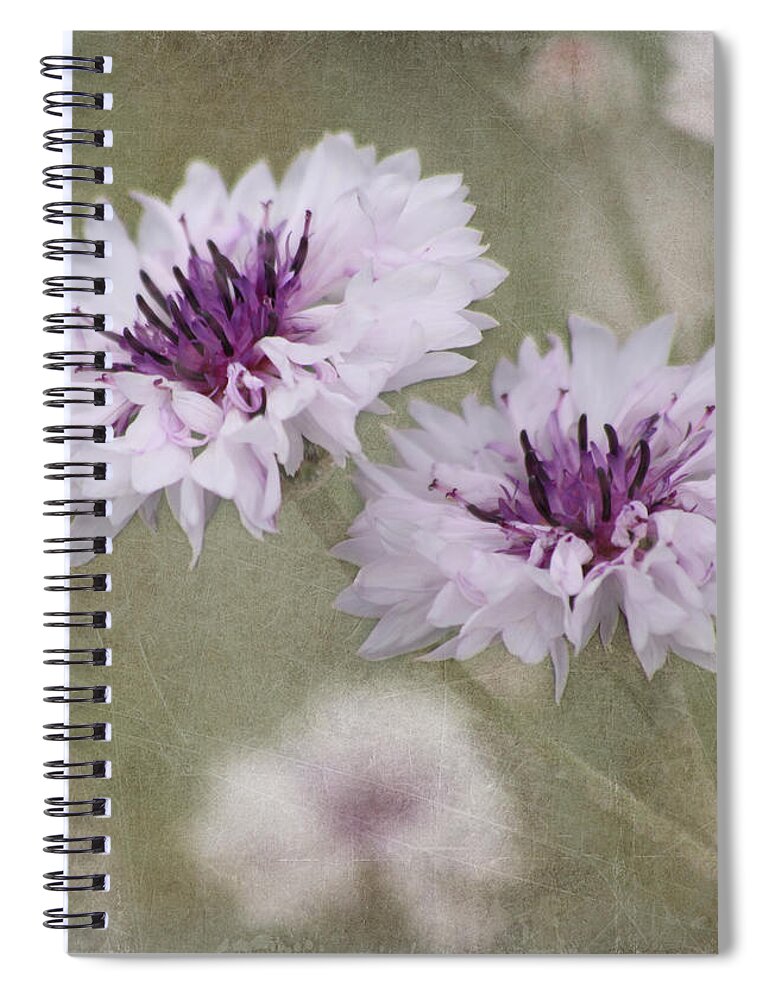 Flower Spiral Notebook featuring the photograph Bachelor Buttons - Flowers by Kim Hojnacki