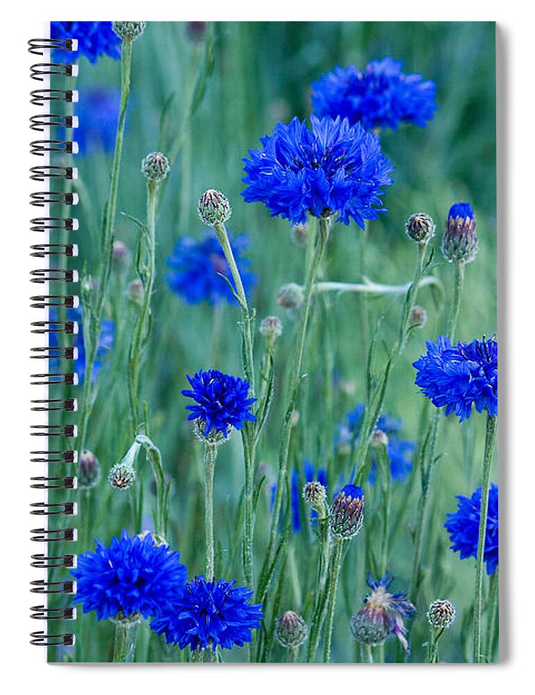 Flowers Spiral Notebook featuring the photograph Bachelor Buttons by Lisa Chorny