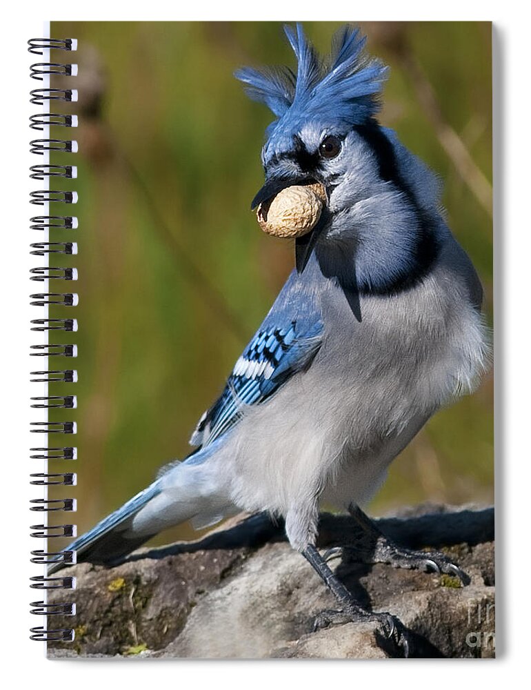 Festblues Spiral Notebook featuring the photograph Bad hair day.. by Nina Stavlund
