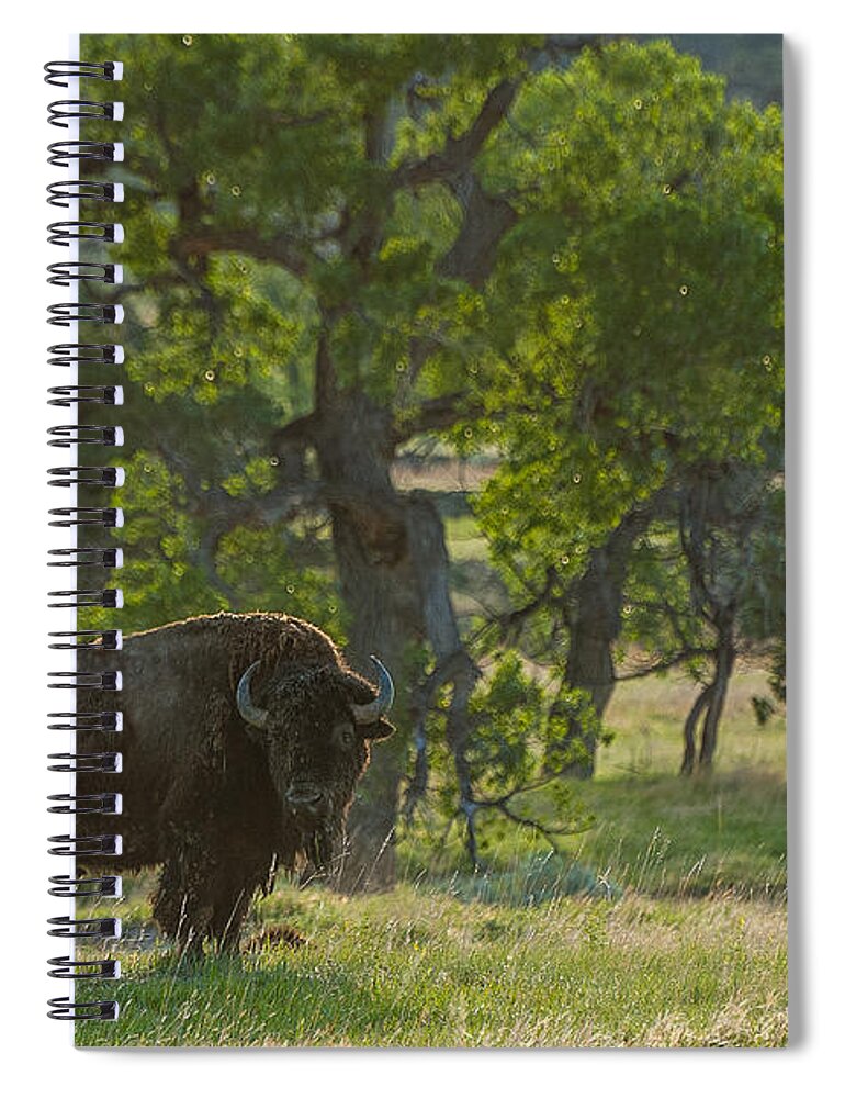 Badlands National Park Spiral Notebook featuring the photograph Badlands bison by Joan Wallner