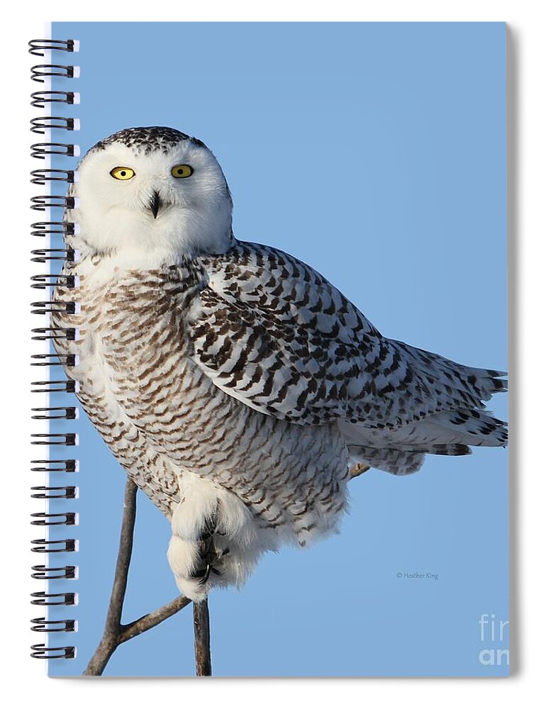Snowy Owls Spiral Notebook featuring the photograph Balancing Talent by Heather King
