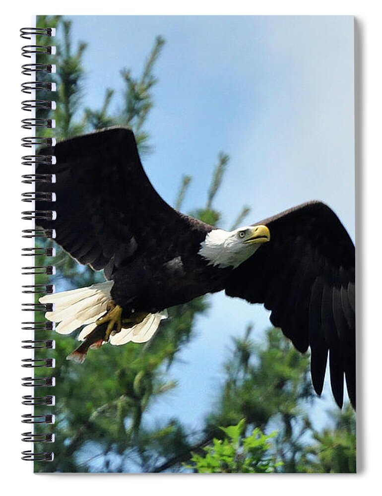 Bald Eagle Spiral Notebook featuring the photograph Bald Eagle Feeding 2 by Glenn Gordon