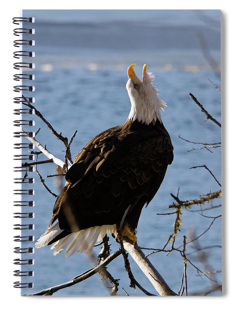 Snow Spiral Notebook featuring the photograph Bald Eagle Haliaeetus Leucocephalus by Mark Newman / Design Pics