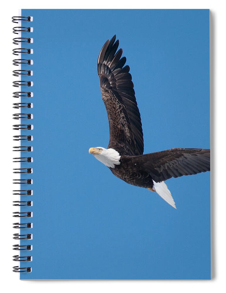 Bald Eagle Spiral Notebook featuring the photograph Bald Eagle in Flight 2 by Ronald Grogan