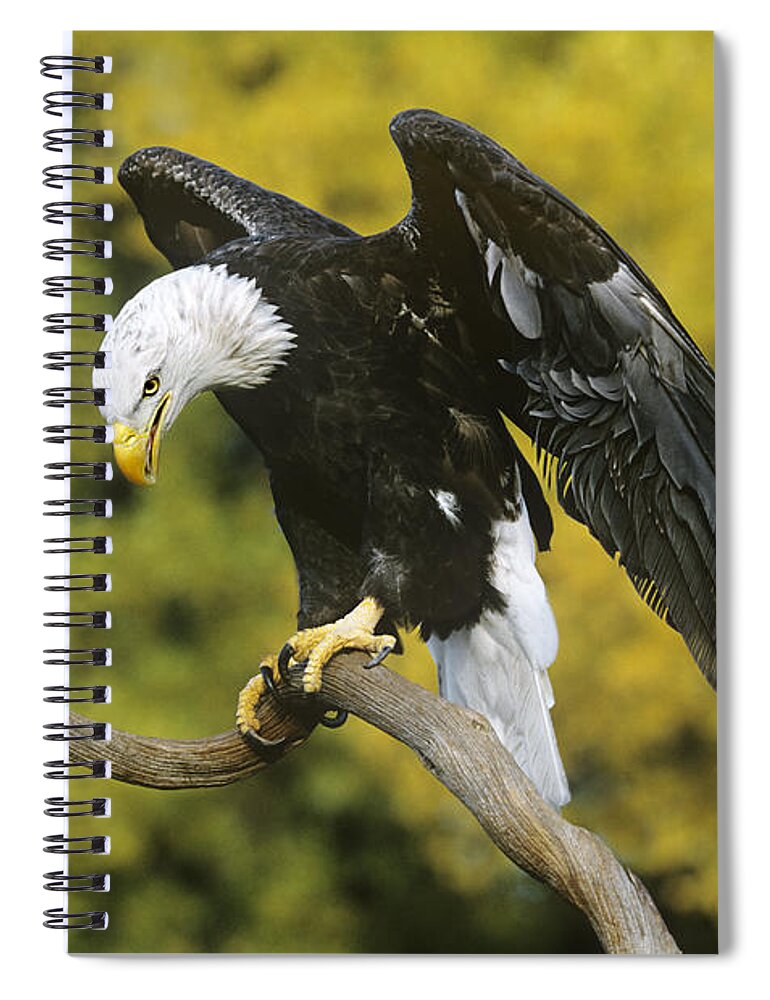 North America Wildlife Spiral Notebook featuring the photograph Bald Eagle in Perch Wildlife Rescue by Dave Welling