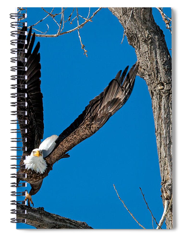 Bald Eagle Spiral Notebook featuring the photograph Bald Eagle Launching into Flight by Dawn Key