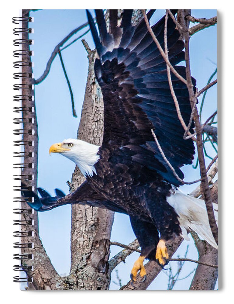 Bald Eagle Spiral Notebook featuring the photograph Bald Eagle leaving tree by Ronald Grogan