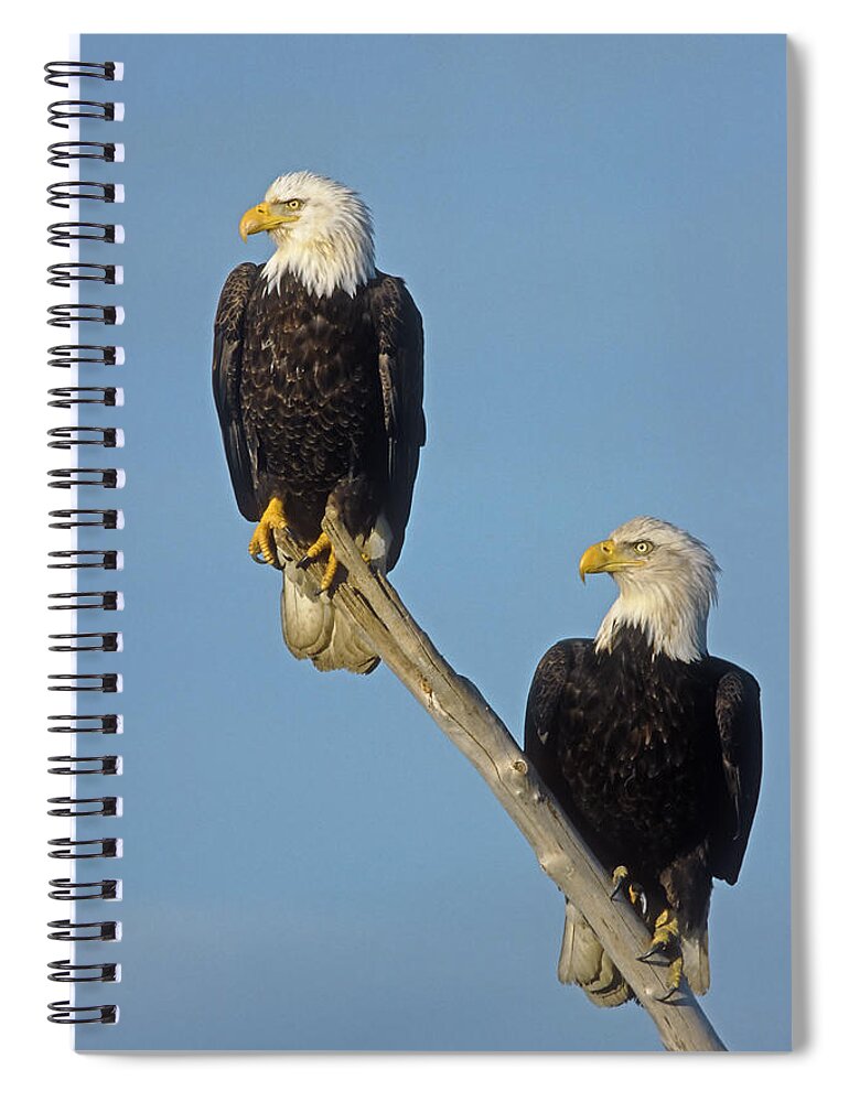 Feb0514 Spiral Notebook featuring the photograph Bald Eagle Pair Alaska by Tom Vezo