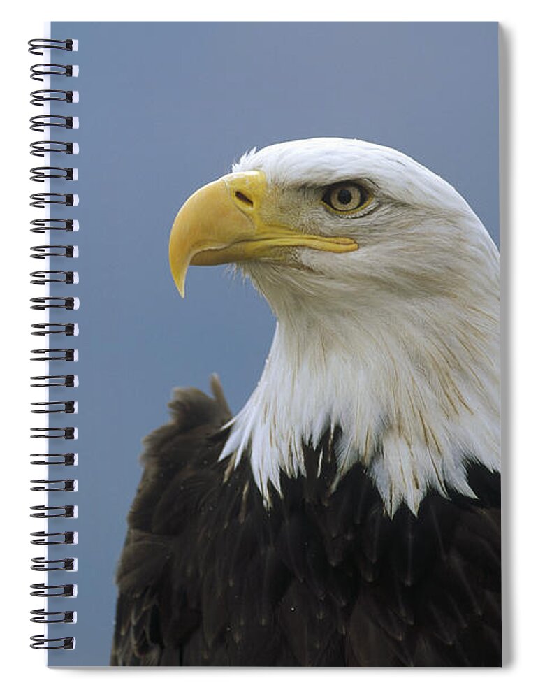 Feb0514 Spiral Notebook featuring the photograph Bald Eagle Portrait North America by Konrad Wothe