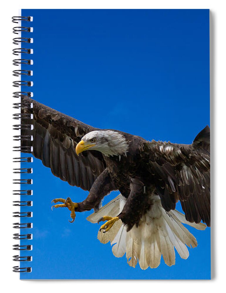 Bald Eagle Spiral Notebook featuring the photograph Bald Eagle by Scott Carruthers