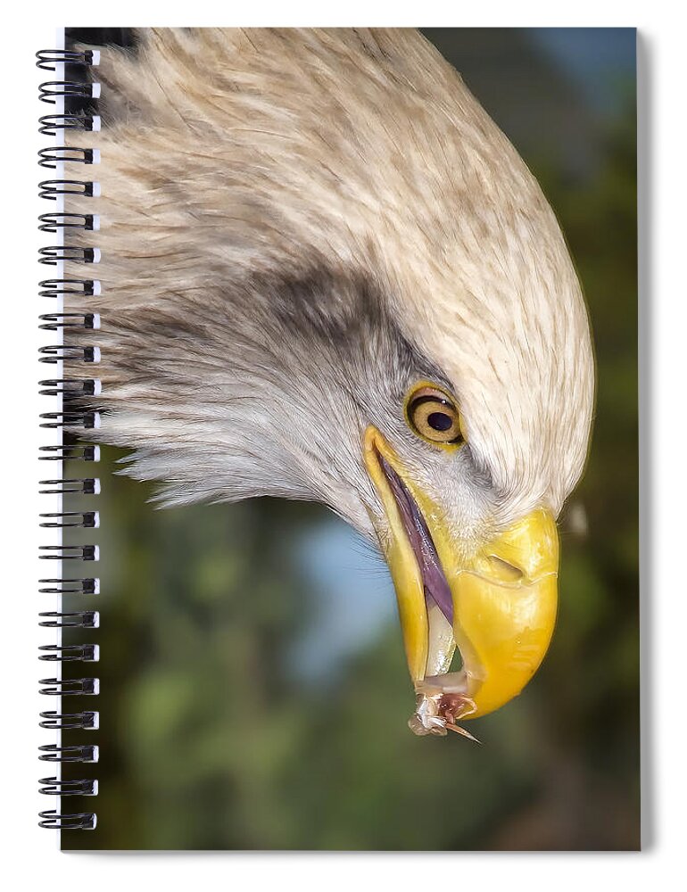 Eagle Spiral Notebook featuring the photograph Bald Eagle Snacks by Bill and Linda Tiepelman