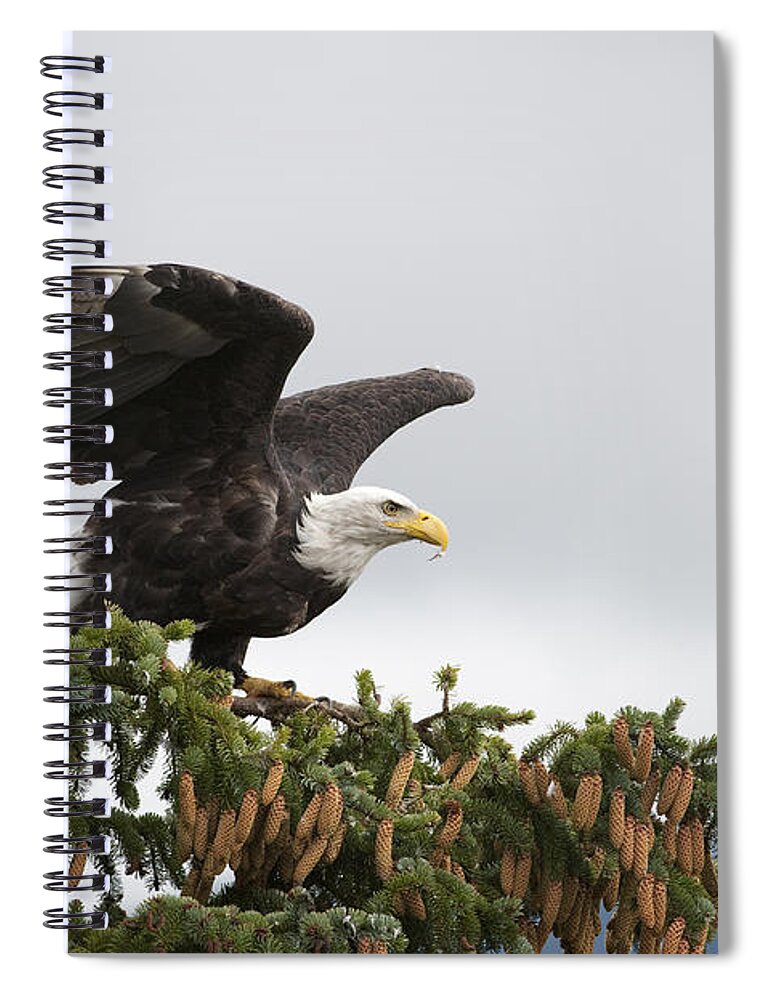 Feb0514 Spiral Notebook featuring the photograph Bald Eagle Taking Flight Alaska by Flip Nicklin