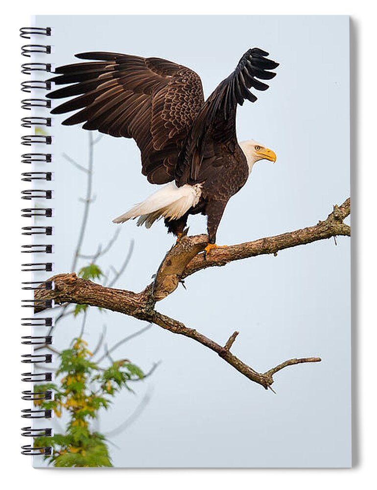 Bald Eagle Spiral Notebook featuring the photograph Bald Eagle with fish by Everet Regal