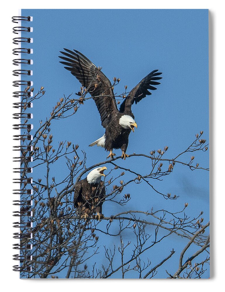 Marsh Spiral Notebook featuring the photograph Bald Eagles Screaming DRB169 by Gerry Gantt