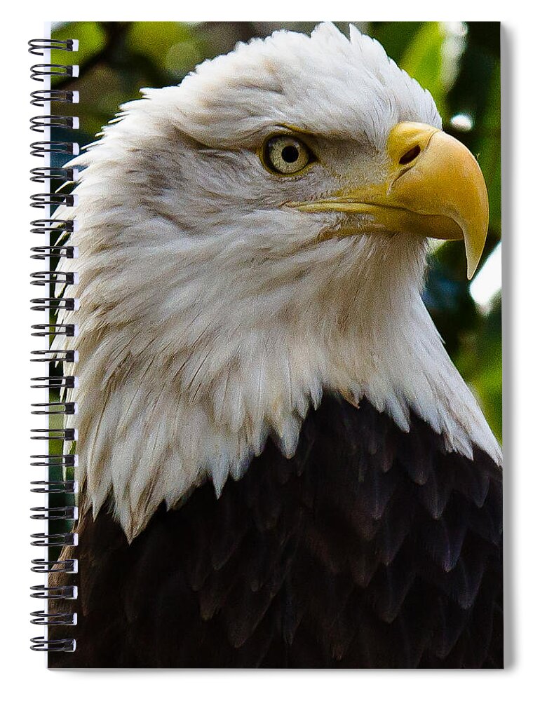 Bald Eagle Spiral Notebook featuring the photograph Bald Is Beautiful by Robert L Jackson