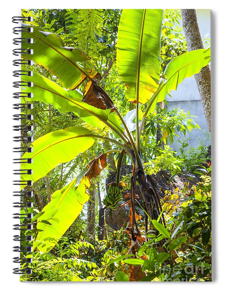 Banana Spiral Notebook featuring the photograph Banana Palm Tree With Luminous Shine by Gina Koch