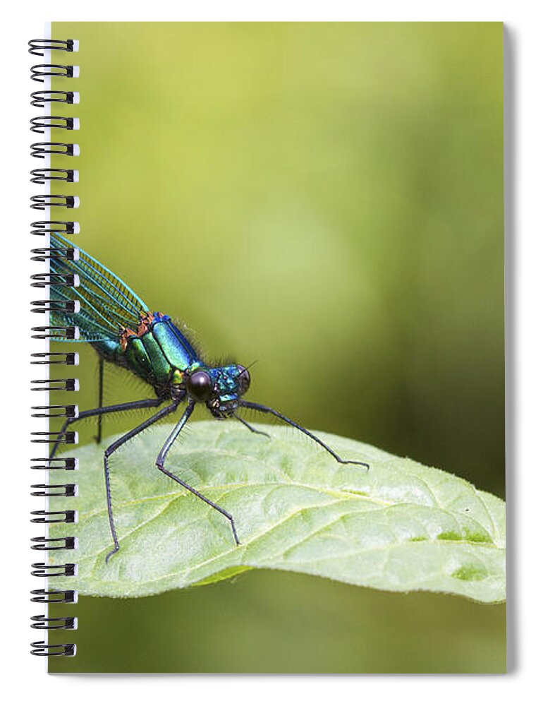 Banded Demoiselle Spiral Notebook featuring the photograph Banded demoiselle by Chris Smith