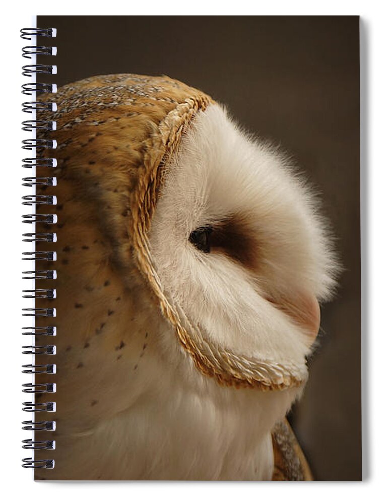 Barn Owl Spiral Notebook featuring the photograph Barn Owl 3 by Ernest Echols