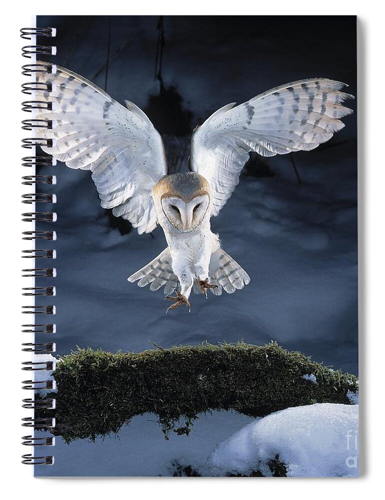 Bird Spiral Notebook featuring the photograph Barn Owl Landing by Manfred Danegger