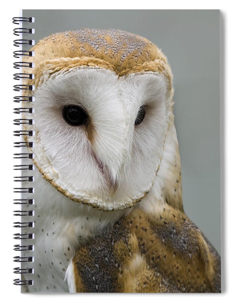 Barn Owl Spiral Notebook featuring the photograph Barn Owl No. 7 by John Greco