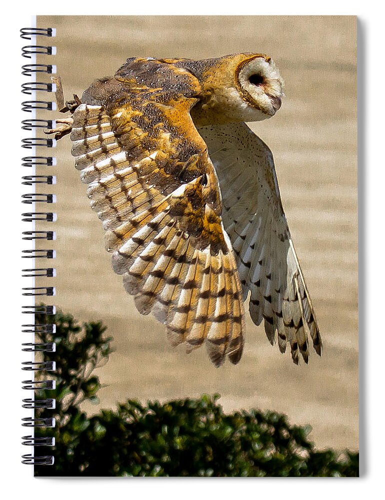 Barn Owl Spiral Notebook featuring the photograph Barn Owl by Robert L Jackson